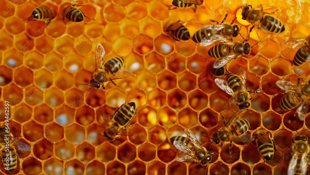 Bees Walking on Honeycomb and Carrying Honey. Macro shot of Domesticated Insect, Beekeeper and Farmers Life. Bees Walking on Honeycomb and Carrying Honey. Macro shot of Domesticated Insect, Beekeeper and Farmers Life.