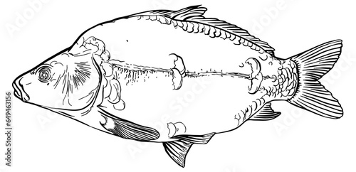 Mirror carp. Hand drawn vector fish. Sketch
