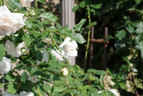 Roses blanches