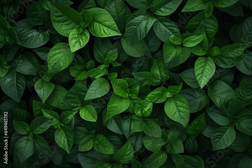 View from above of circular green leaves. Generative AI