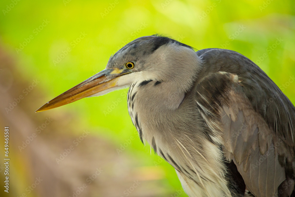 Grey Heron Portrait (Ardea cinerea) in Dublin, Ireland Grey Heron Portrait (Ardea cinerea) in Dublin, Ireland