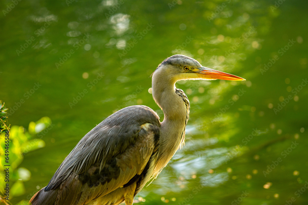 Grey Heron Portrait (Ardea cinerea) in Dublin, Ireland Grey Heron Portrait (Ardea cinerea) in Dublin, Ireland