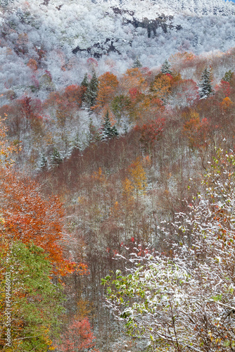 Frosty Autumn Scene in Pisgah National Forest in North Carolina