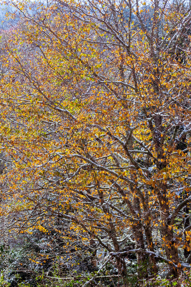 Frosty Autumn Scene in Pisgah National Forest in North Carolina Frosty Autumn Scene in Pisgah National Forest in North Carolina