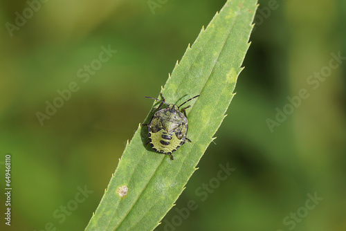 Dark nymph of a Green shield bug (Palomena prasina), family Pentatomidae on a leaf of a Canada goldenrod. Late summer, September, Dutch garden. photo