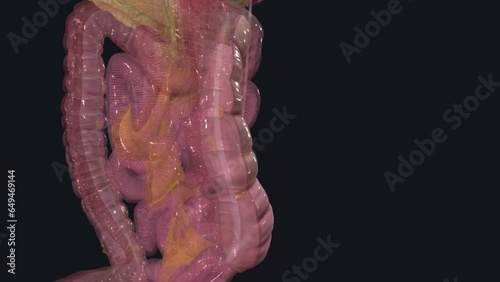 The ascending colon lies on the right side of the abdominal cavity, in front of the quadratus lumborum photo