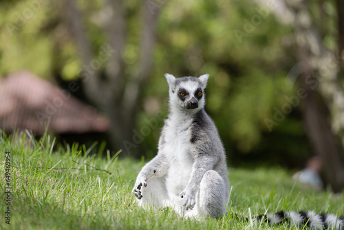 Ring Lemur at Bioparc, Valenica