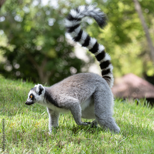 Ring lemur at Bioparc, Valencia