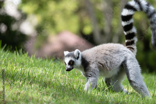 Ring lemur at Bioparc, Valencia