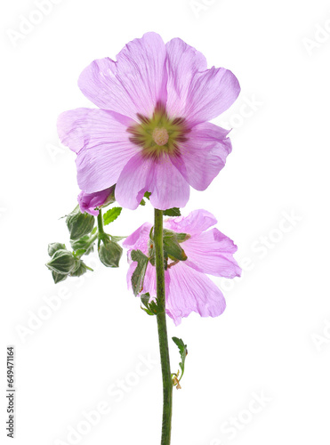 Common mallow flower ,Malva sylvestris isolated on white, clipping path photo