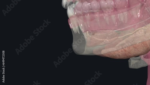 The submandibular glands are paired major salivary glands that lie in the submandibular triangle photo