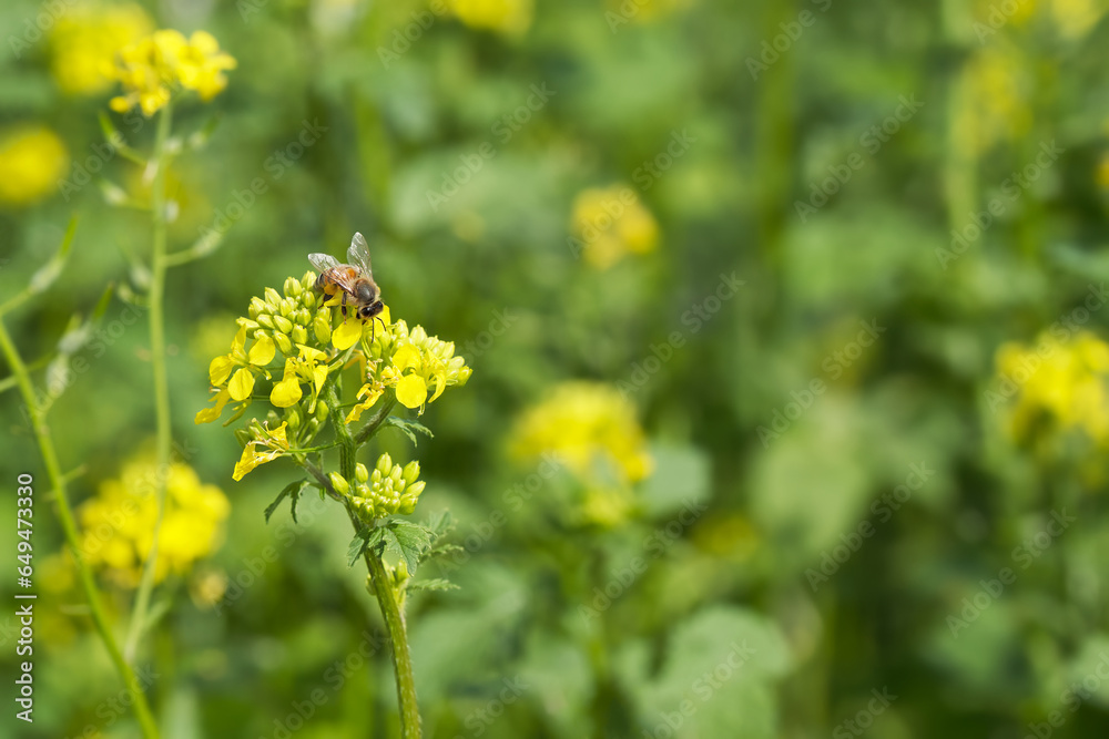 bee collects pollen on the rapeseed flower bee collects pollen on the rapeseed flower