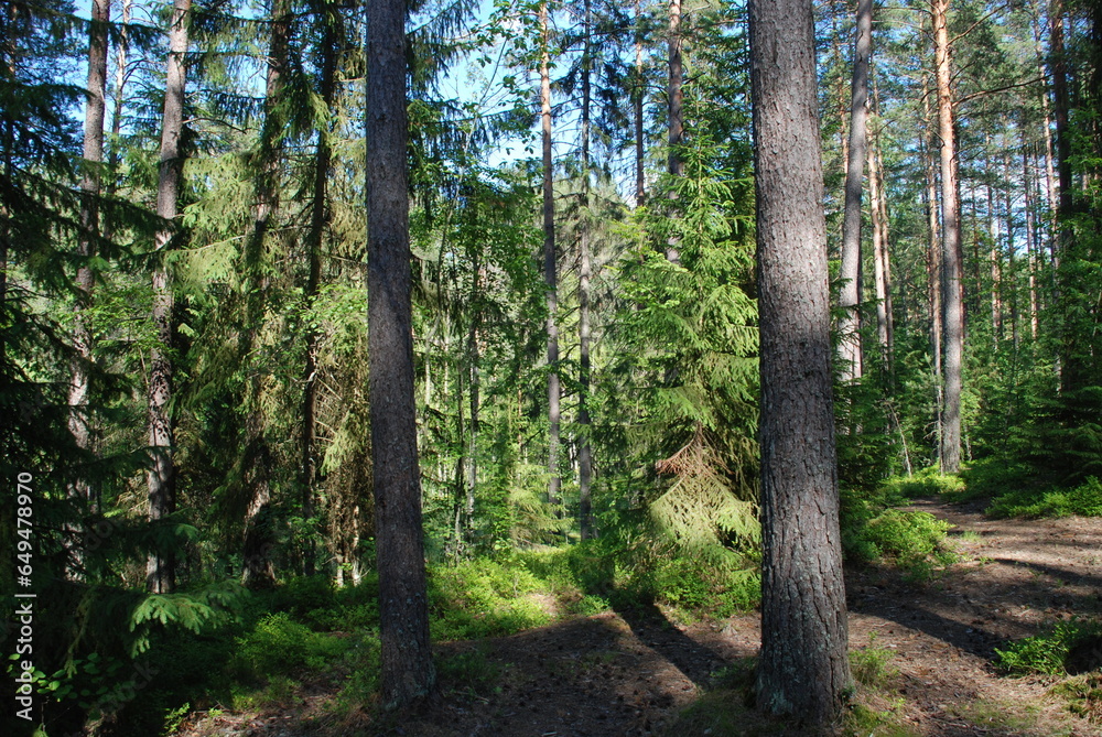 Obraz premium Coniferous forest on a summer day. Coniferous trees of pine and spruce grow next to each other. They have brown trunks and green needles on long branches. Trees of different heights.