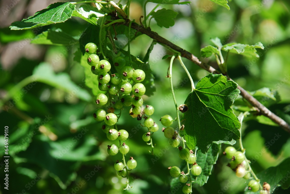 Bunches of green red currant berries. A few light green berries have grown on a brown branch among the green leaves of the red currant. The berries have small stripes of veins, they are not yet ripe. Bunches of green red currant berries. A few light green berries have grown on a brown branch among the green leaves of the red currant. The berries have small stripes of veins, they are not yet ripe.