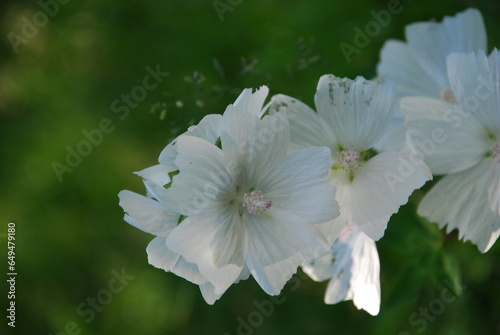 Musk mallow. A meadow flower grew in the garden. White wide flowers of medium size on a low stem. Several flowers in one inflorescence bloomed next to each other.