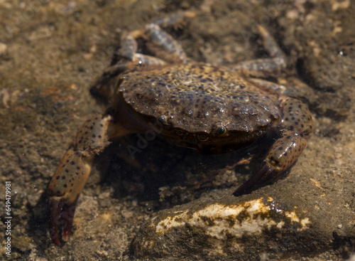 Eriphia verrucosa  sometimes called the warty crab or yellow crab. Black Sea.