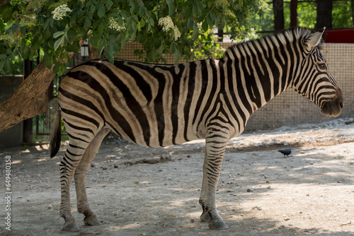 Plains zebra (Equus quagga, formerly Equus burchellii), also known as the common zebra. Animal life in the zoo.