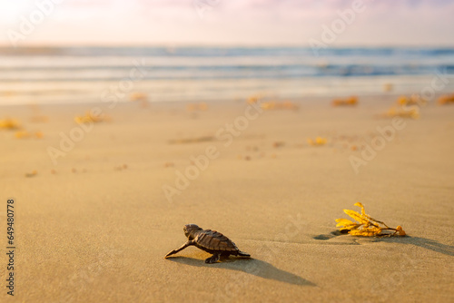 Fototapeta Naklejka Na Ścianę i Meble -  Leatherback Baby turtle beach towards sea endangered species at sunset