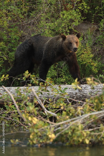 Grizzly Bear in Wild photo