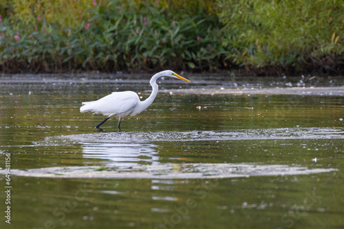great egret (Ardea alba) fishing © Mircea Costina