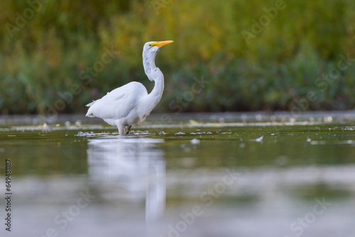 great egret  Ardea alba  fishing