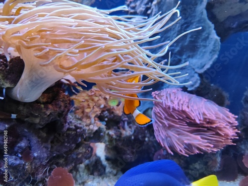 Fototapeta Naklejka Na Ścianę i Meble -  Coral reef