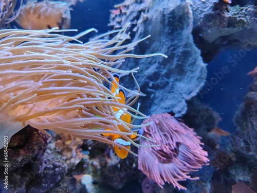 Fototapeta Naklejka Na Ścianę i Meble -  Coral reef