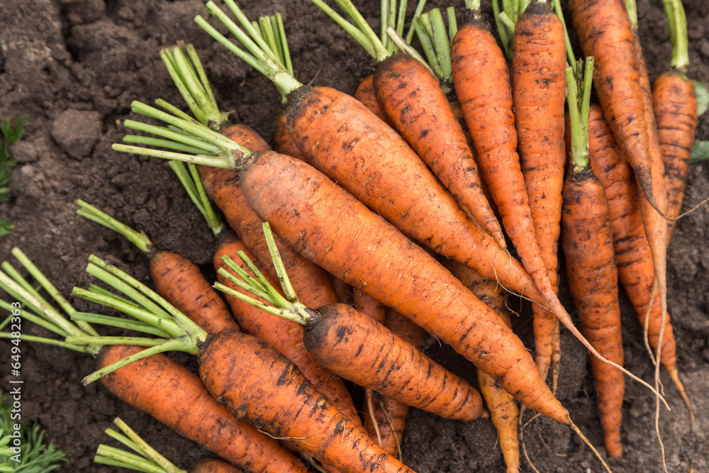 Carrot autumn harvest. Bunch of organic fresh dirty bright orange carrots with green tops on soil ground in garden close up Carrot autumn harvest. Bunch of organic fresh dirty bright orange carrots with green tops on soil ground in garden close up