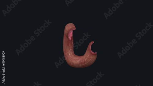 Longitudinal Muscular Layer of Small intestine photo