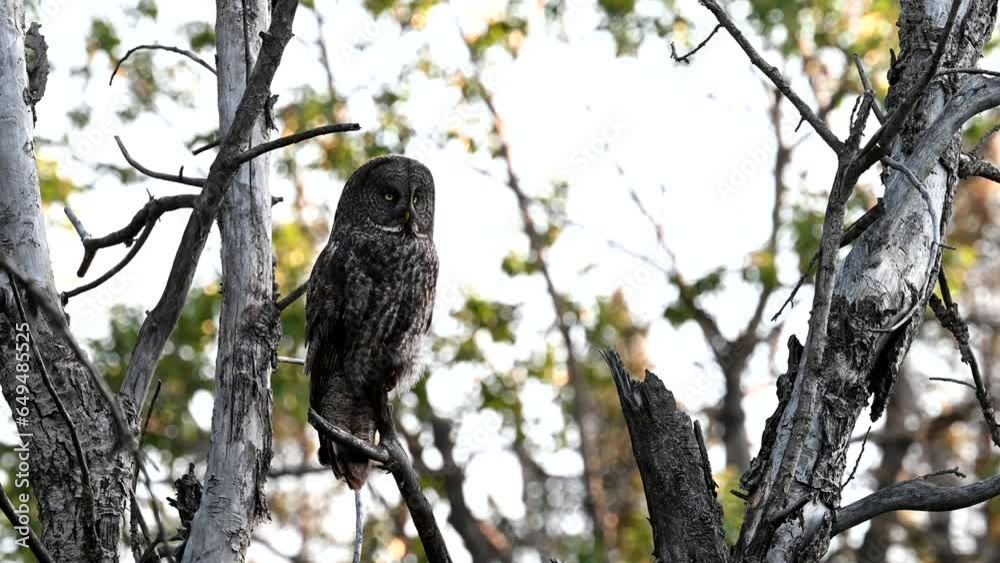 Great grey owl nest in the wild Great grey owl nest in the wild