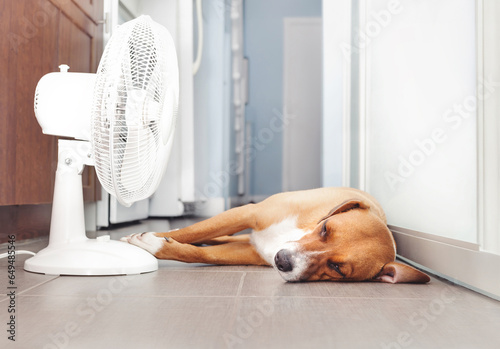 Dog lying in front of fan on kitchen floor during summer heat. Cute puppy dog stretched out on cool tiles. Keeping cat, dogs and pets cool in summer or heat waves. Female Harrier mix. Selective focus.