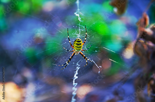 spider wasp in natural conditions. spider (Argiope bruennichi) on a web. insects