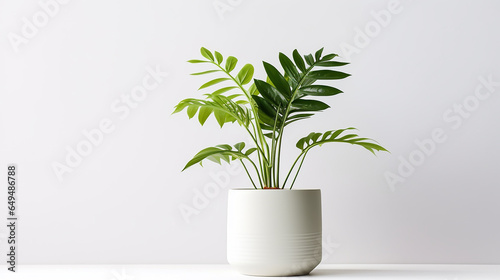 Planta botânica verde em vaso, minimalista, fundo branco