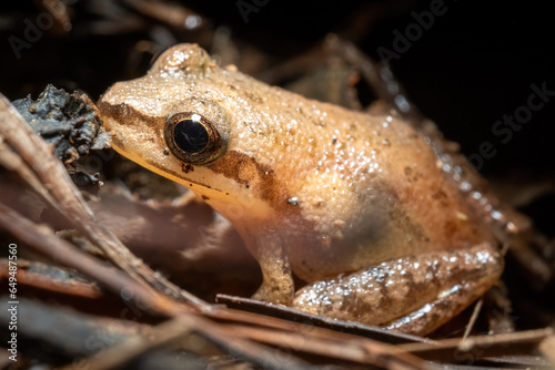 Photography Side view of an Upland Chorus Frog (Pseudacris feriarum)