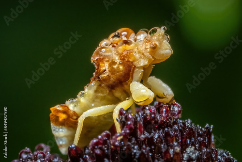 A Pennsylvania Ambush Bug (Phymata pennsylvanica) patiently waits for the dewdrops to dry. photo