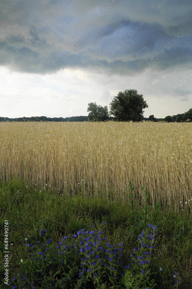 Fototapeta premium Gewitterwolken über Getreidefeld
