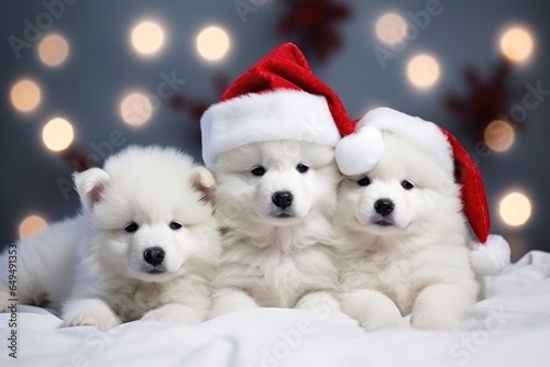 White Samoyed dog puppies in red Santa hats lie on a blanket under the Christmas tree against the background of Christmas lights