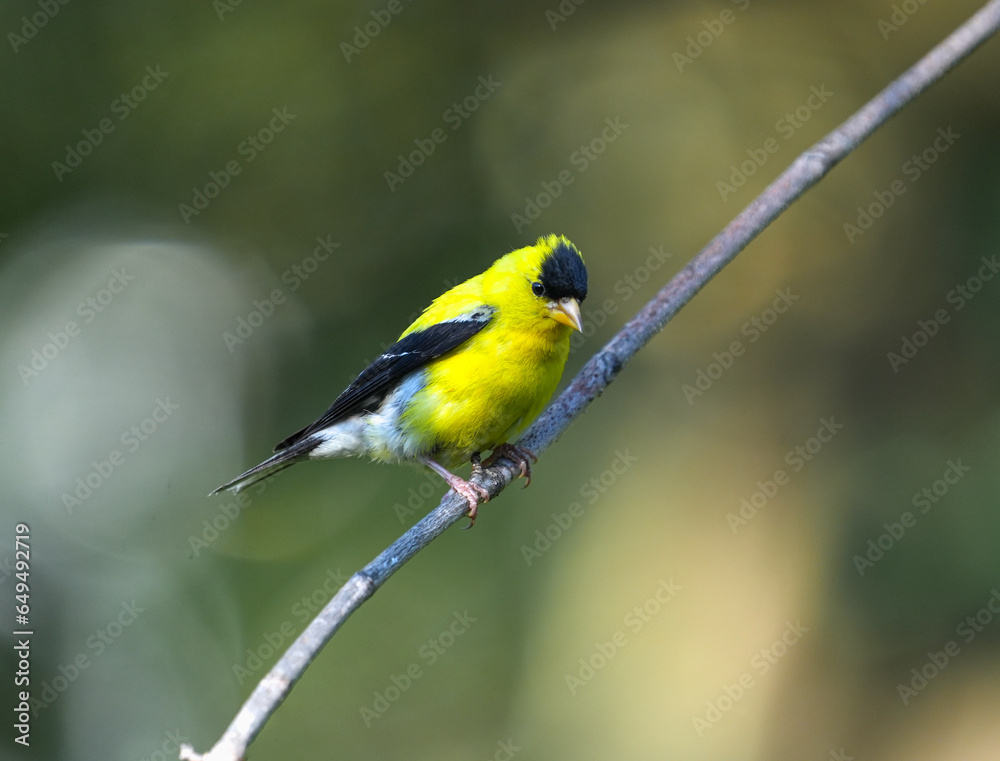close up on American goldfinch close up on American goldfinch
