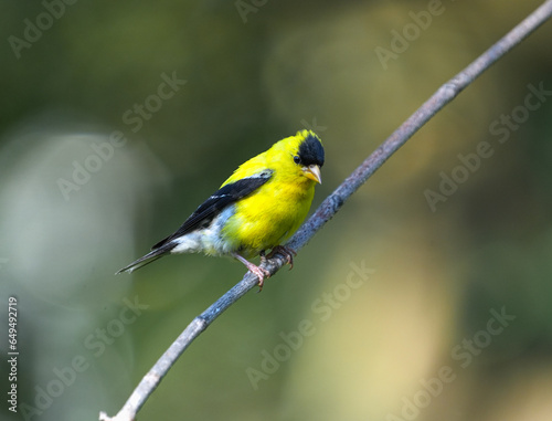 close up on American goldfinch