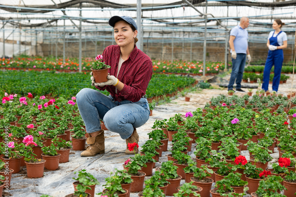 Positive young woman worker sitting down holding a pot of geranium flower in greenhouse