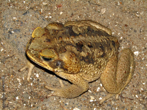 Wild Bull Frog, Fauna Photo Documentary. Location in Suriname, South America  photo