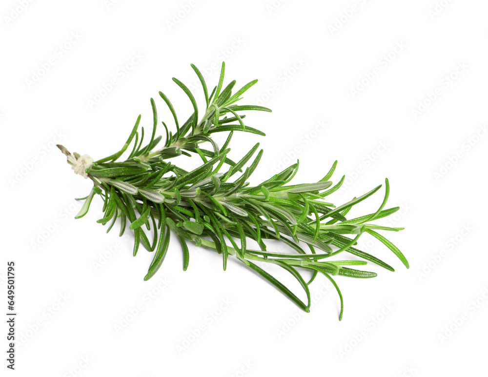 Sprig of fresh rosemary isolated on white