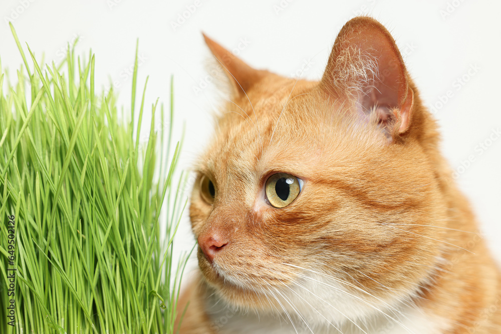 Cute ginger cat and potted green grass on white background, closeup Cute ginger cat and potted green grass on white background, closeup
