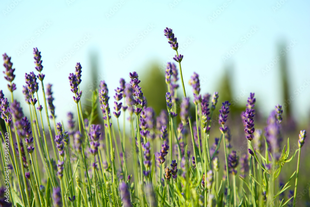 Fototapeta premium Beautiful blooming lavender growing in field, closeup
