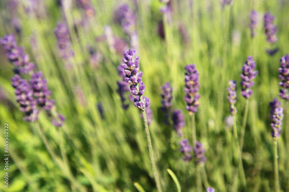 Beautiful blooming lavender growing in field, closeup Beautiful blooming lavender growing in field, closeup