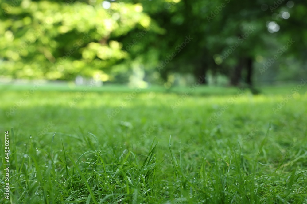 Fresh green grass growing in summer park Fresh green grass growing in summer park