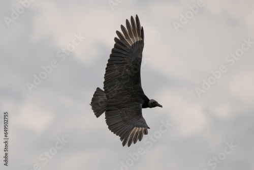 Black Vulture, Coragyps atratus © Ted