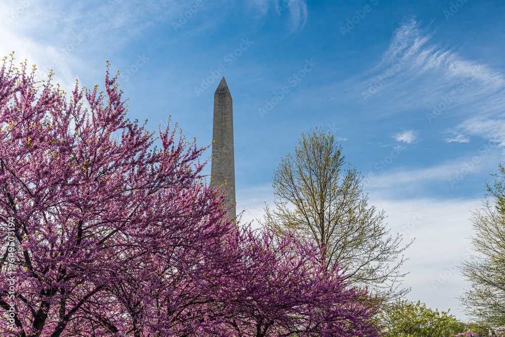 Washington monument on the National Mall in Washington, D.C, USA and Colorful Cherry blossom trees in spring