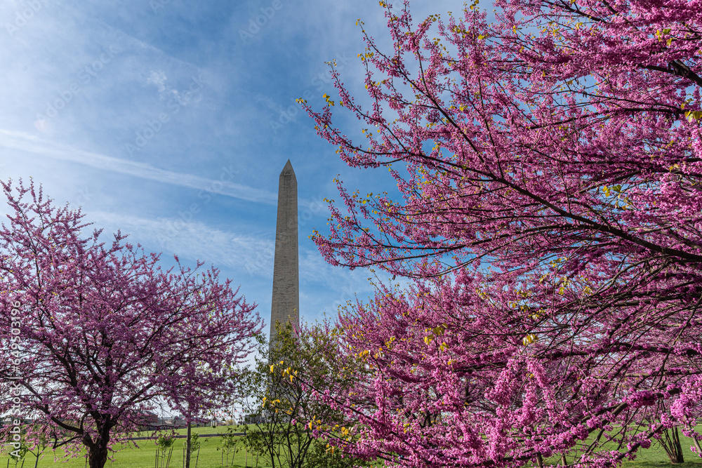 Washington monument on the National Mall in Washington, D.C, USA and Colorful Cherry blossom trees in spring
