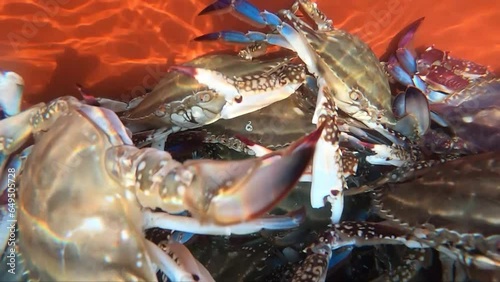 싱싱한 꽃게가 다리를 버둥거리는 모습 클로즈업
